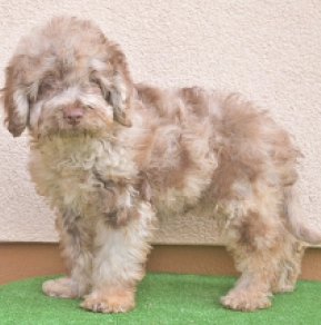 Miniature Poodle puppy for sale