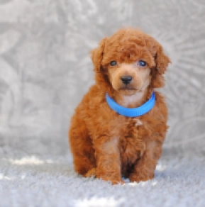 Miniature Poodle puppy for sale