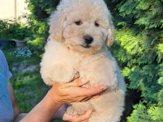 Perros Caniche Miniatura en venta