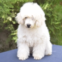 Little Girl, cream Caniche Miniatura en venta