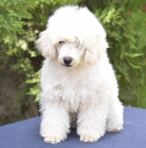 Perros Caniche Miniatura en venta