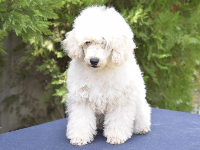 Perros Caniche Miniatura en venta