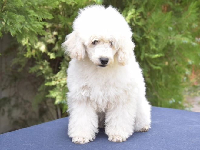 Perros Caniche Miniatura en venta