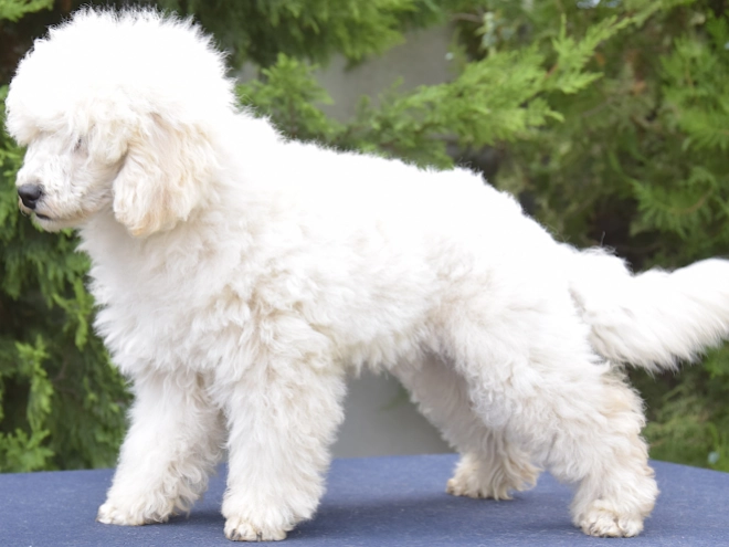 Perros Caniche Miniatura en venta