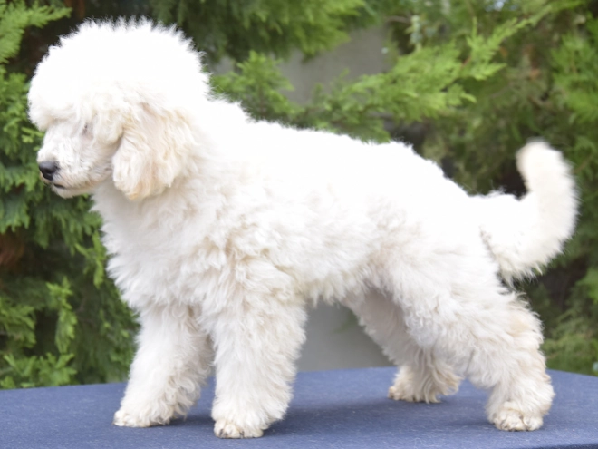 Perros Caniche Miniatura en venta