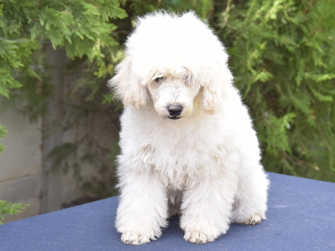 Perros Caniche Miniatura en venta