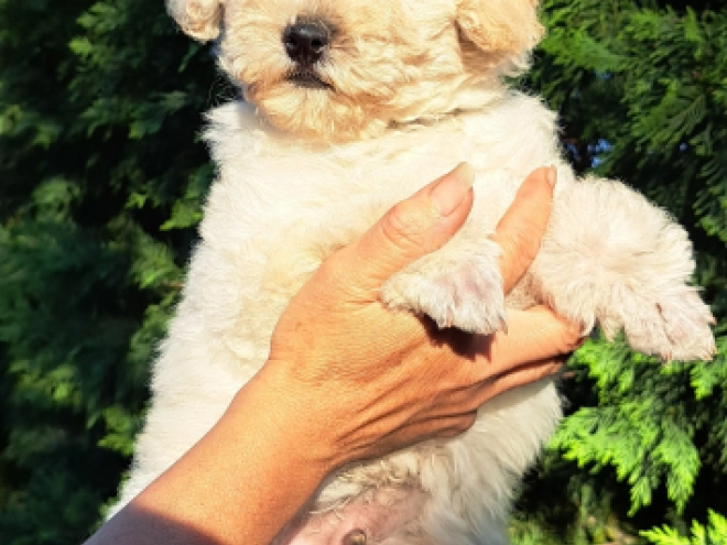 Perros Caniche Miniatura en venta