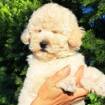 Atom, cream Miniature Poodle for sale
