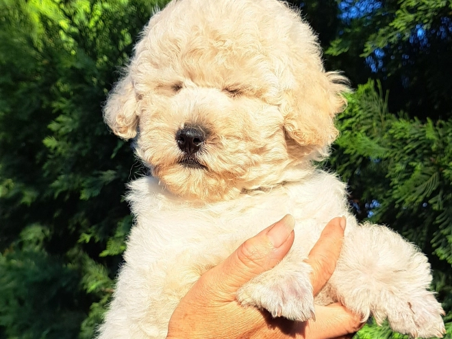 Perros Caniche Miniatura en venta