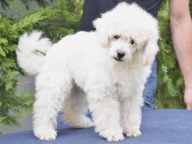 Perros Caniche Miniatura en venta