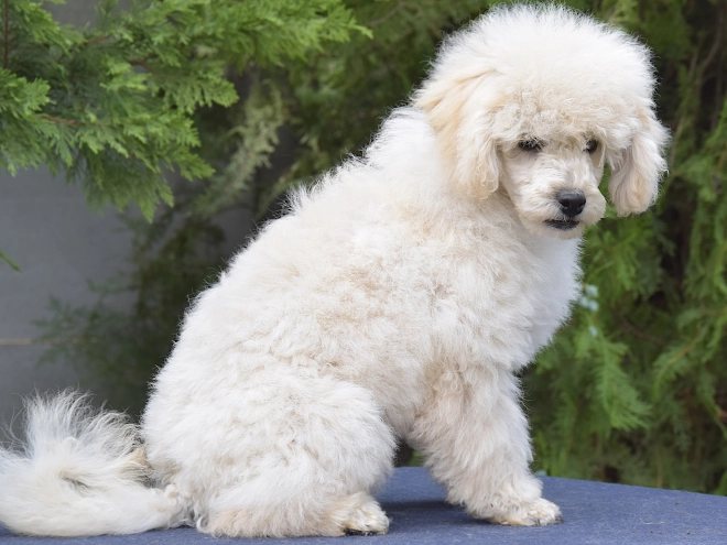 Perros Caniche Miniatura en venta