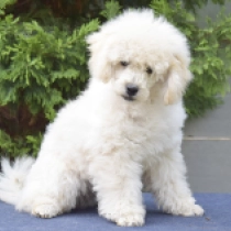 Atom, cream Caniche Miniatura en venta