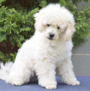Perros Caniche Miniatura en venta