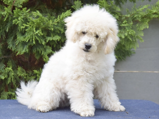 Perros Caniche Miniatura en venta