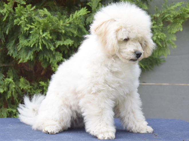 Perros Caniche Miniatura en venta