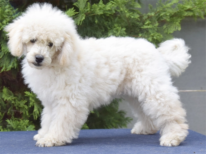 Perros Caniche Miniatura en venta
