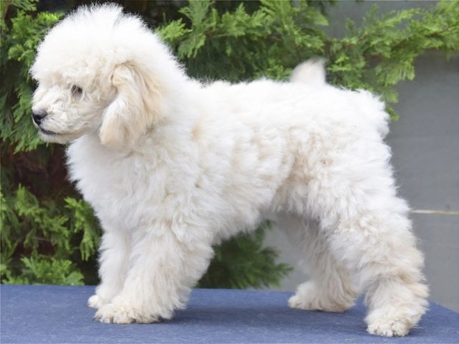 Perros Caniche Miniatura en venta