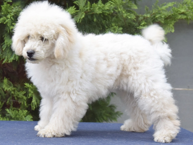 Perros Caniche Miniatura en venta