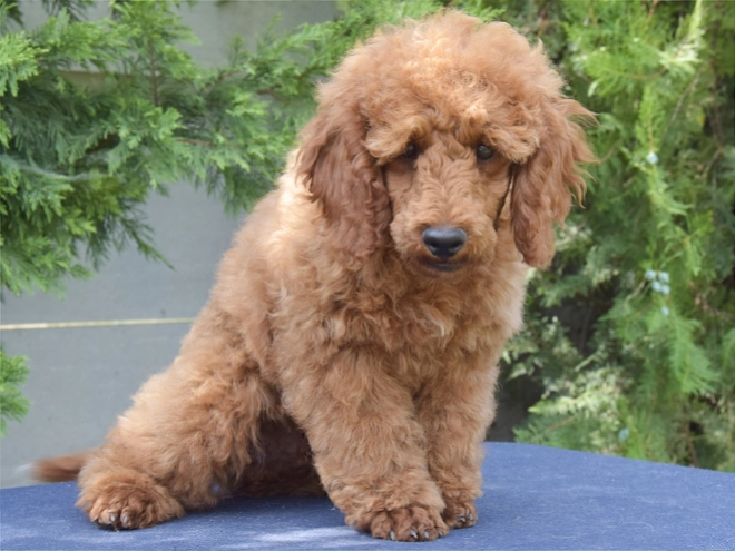 Perros Caniche Miniatura en venta