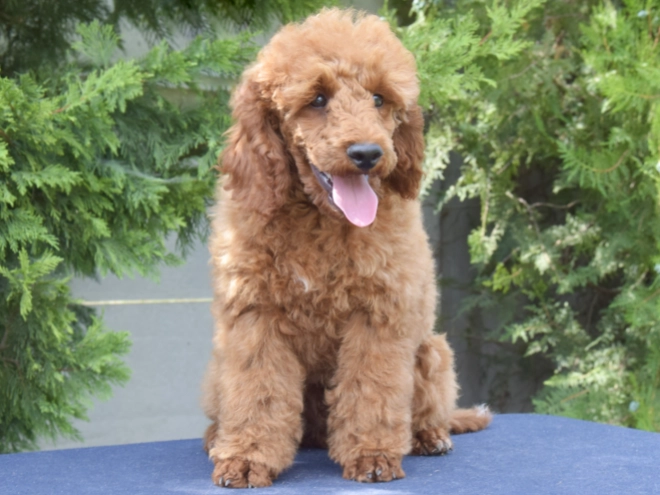 Perros Caniche Miniatura en venta