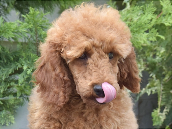 Perros Caniche Miniatura en venta