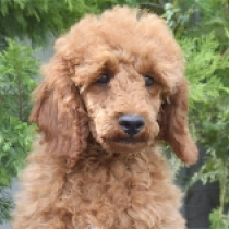 Stan, apricot Caniche Miniatura en venta