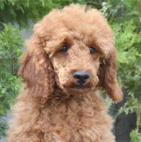 Perros Caniche Miniatura en venta