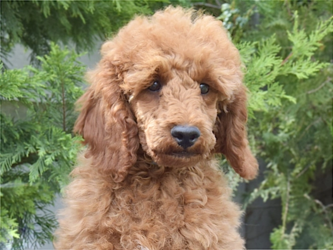 Perros Caniche Miniatura en venta