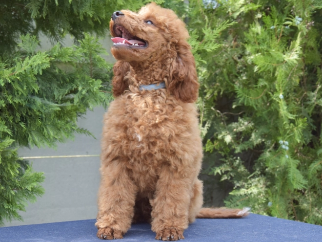 Perros Caniche Miniatura en venta