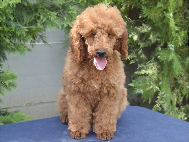 Perros Caniche Miniatura en venta