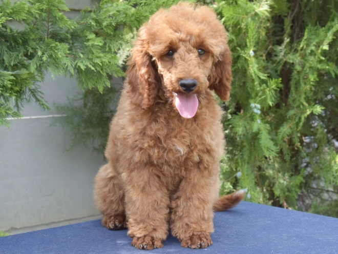 Perros Caniche Miniatura en venta