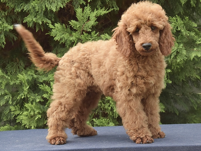 Perros Caniche Miniatura en venta