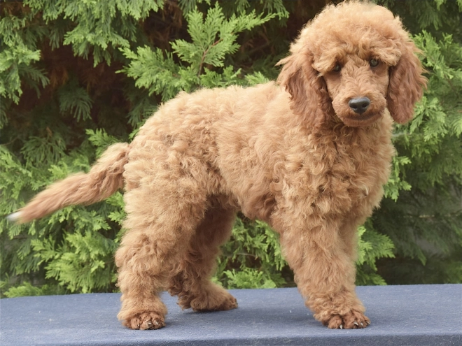 Perros Caniche Miniatura en venta