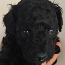 Blackie, black Miniature Poodle for sale