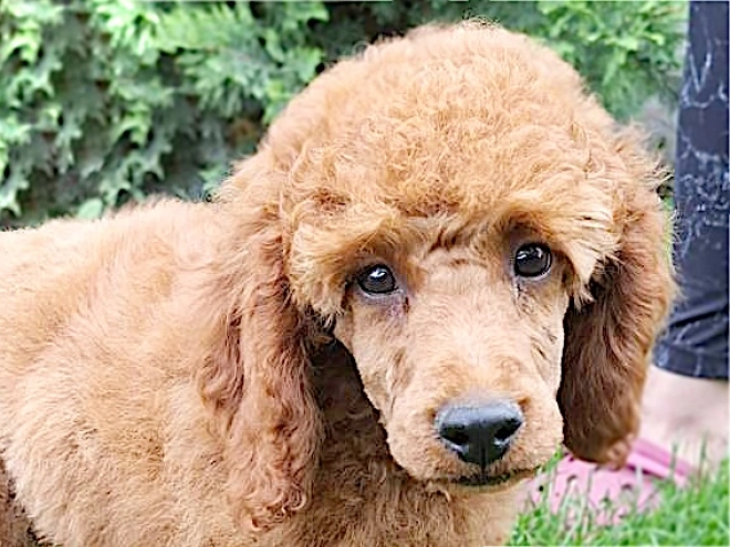 Miniature Poodle puppy for sale