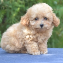 Mini, red Caniche Miniatura en venta