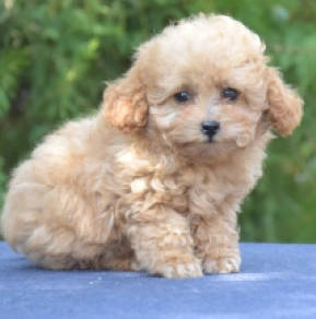 Perros Caniche Miniatura en venta