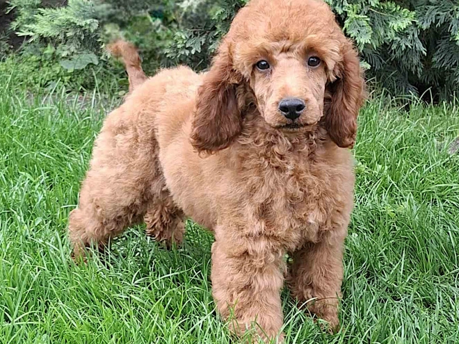 Miniature Poodle puppy for sale