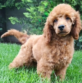 Miniature Poodle puppy for sale