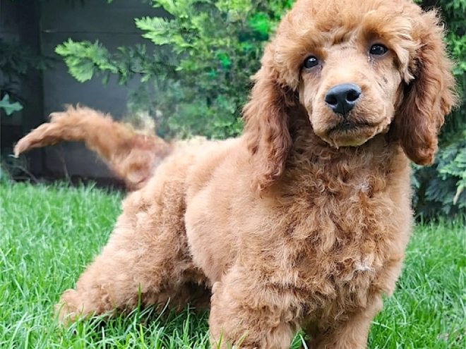 Miniature Poodle puppy for sale