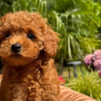 Einstein, red Miniature Poodle for sale