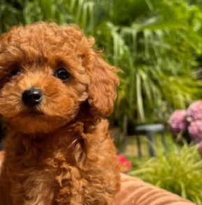 Perros Caniche Miniatura en venta