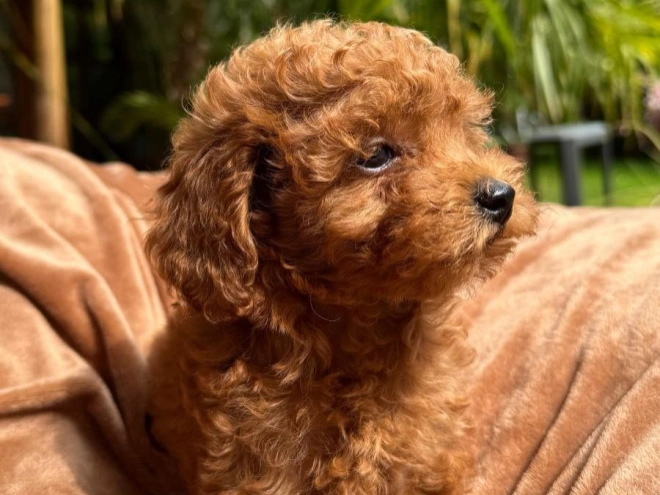 Perros Caniche Miniatura en venta