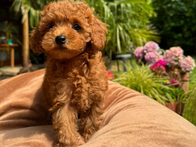 Perros Caniche Miniatura en venta