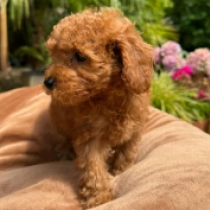 Edvin, red Miniature Poodle for sale