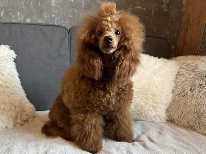 Perros Caniche Miniatura en venta