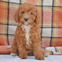 Holly, brown Zwergpudel Welpen kaufen