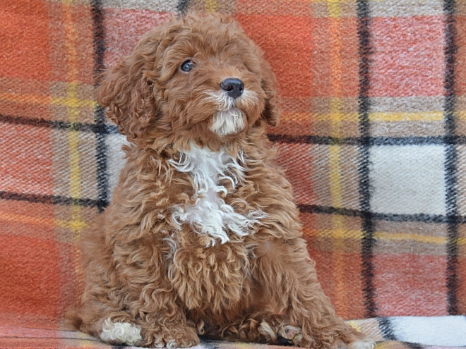 Perros Caniche Miniatura en venta