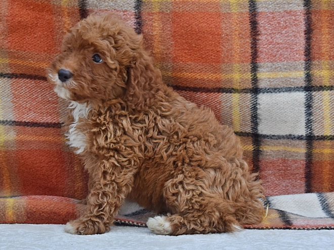 Perros Caniche Miniatura en venta