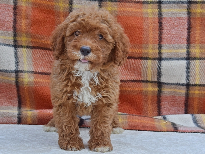 Perros Caniche Miniatura en venta